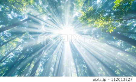 森の中で見た日差し 森の中で見た日差し 112013227
