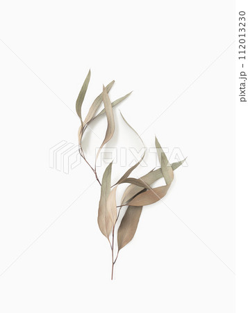 eucalyptus branch leaves on light background with shadows. Minimal style design 112013230