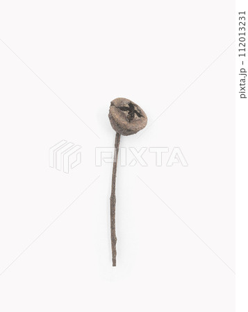 Dried seed of eucalyptus on branch on light gray background Dried seed of eucalyptus on branch on light gray background 112013231
