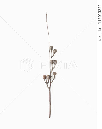 Dried seeds of eucalyptus on branch on light gray background Dried seeds of eucalyptus on branch on light gray background 112013232