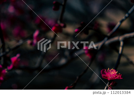 凛と咲く紅梅の花 112013384