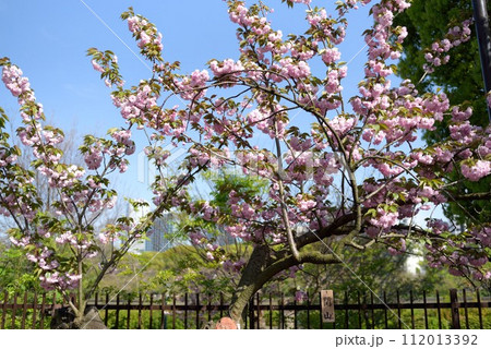 大阪　造幣局　桜の通り抜け　関山 112013392