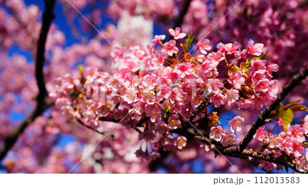 青空に映える河津桜2024 青空に映える河津桜2024 112013583