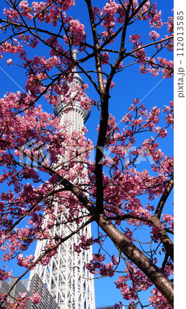 スカイツリーと河津桜のある風景2024 スカイツリーと河津桜のある風景2024 112013585