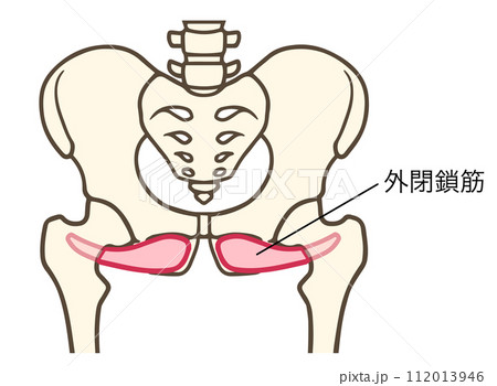 外閉鎖筋、股関節外旋六筋 112013946