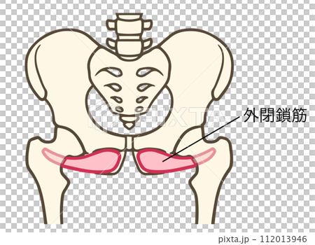 外閉鎖筋、股関節外旋六筋 112013946