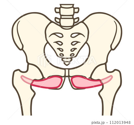 外閉鎖筋、股関節外旋六筋 112013948