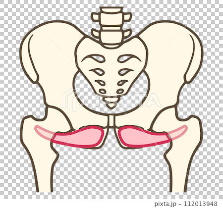 外閉鎖筋、股関節外旋六筋 112013948