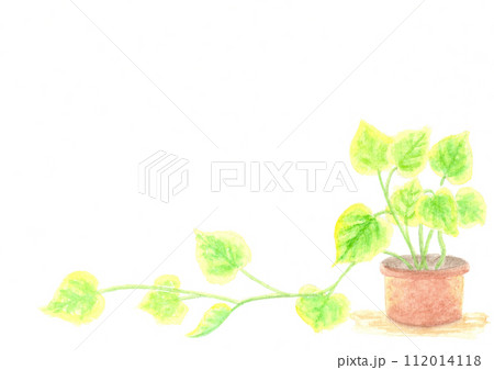 鉢植えのポトス。 鉢植えのポトス。 112014118