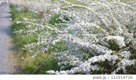 春の白い花 雪柳 112014726