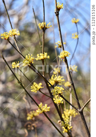 サンシュユの輝く黄色い小花 112015106