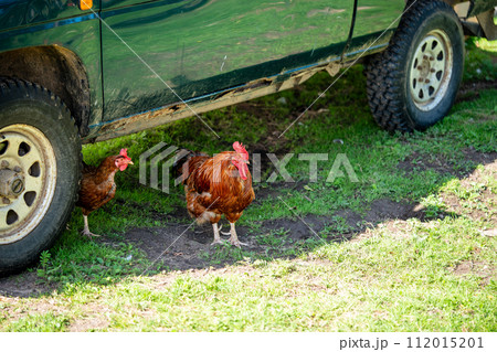 Rooster and hen hiding in the shade under a car on a sunny day on a farm 112015201