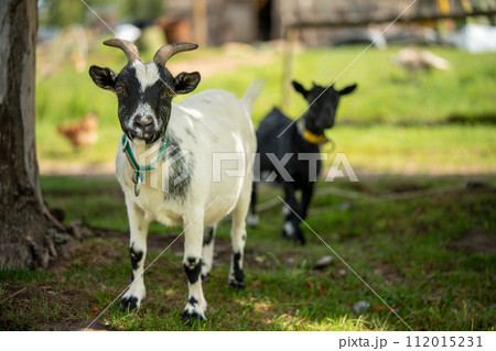 Two cute little black and white goats walking on a farm on a sunny day 112015231