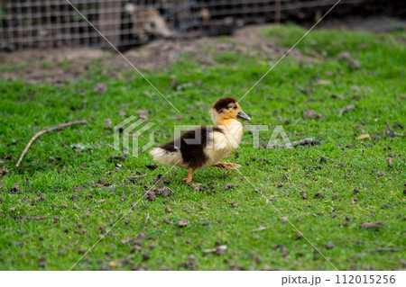 A small newborn duckling walking on backyard on green grass. Black yellow cute gosling running on meadow field. 112015256
