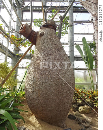 咲くやこの花館 トックリ型の木 パロボラッチョ 咲くやこの花館 トックリ型の木 パロボラッチョ 112015272