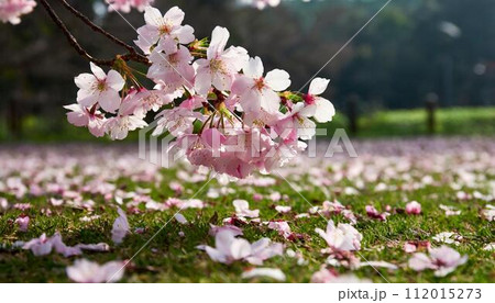 桜の木と散っている桜 112015273