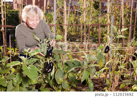 Woman taking care of eggplants Woman taking care of eggplants 112015692