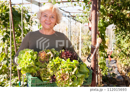 Senior woman taking greens in her hands Senior woman taking greens in her hands 112015693