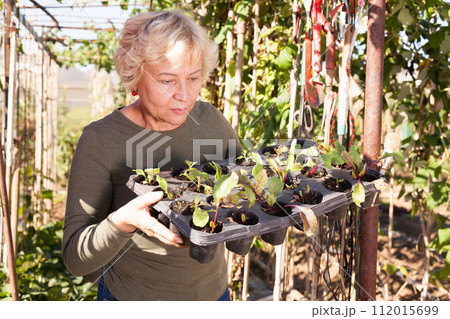 Positive mature woman demonstrating box of seedlings 112015699