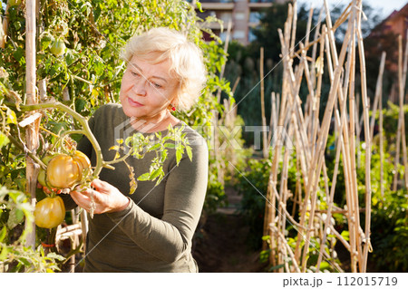Female pensioner taking care of tomato plants 112015719