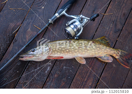Freshwater pike and fishing equipment lies on wooden background with yellow leaves.. 112015810