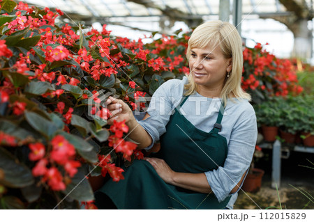 Mature female florist in apron working with begonia plants in hothouse 112015829