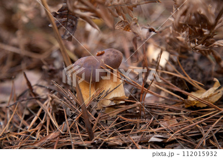 Close up view of several Imleria Badia or Boletus Badius commonly known as the Bay Bolete growing in pine tree forest.. Close up view of several Imleria Badia or Boletus Badius commonly known as the Bay Bolete growing in pine tree forest.. 112015932