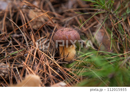 Imleria Badia or Boletus Badius commonly known as the Bay Bolete growing in pine tree forest.. 112015935