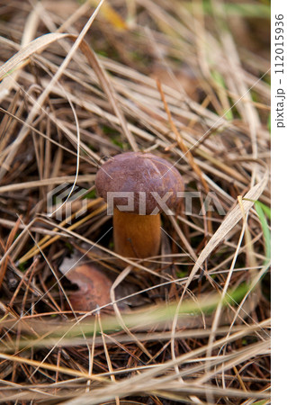 Imleria Badia or Boletus Badius commonly known as the Bay Bolete growing on the forest floor at autumn season... 112015936