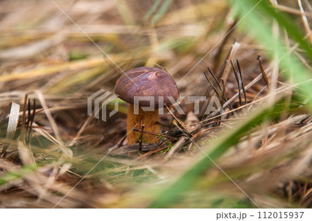 Imleria Badia or Boletus Badius commonly known as the Bay Bolete growing on the forest floor at autumn season... 112015937