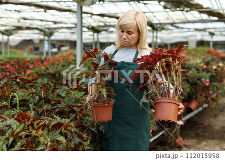 Woman florist gardening begonia plants in pots indoors in greenhouse 112015958