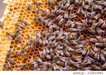 Close up view of working bees on honeycomb.. Close up view of working bees on honeycomb.. 112015961