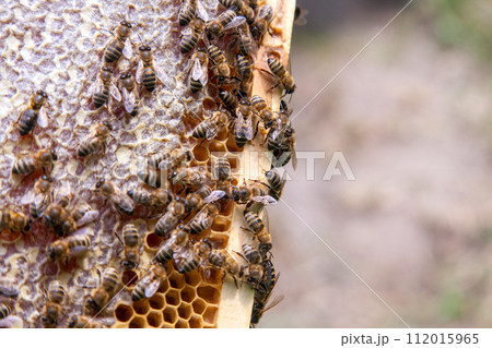 Close up view of working bees on honeycomb with sweet honey.. 112015965