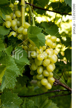 Bunch of green grapes in the garden. 112015990