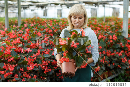 Woman florist in apron gardening red begonia plants in pots in greenhouse Woman florist in apron gardening red begonia plants in pots in greenhouse 112016055
