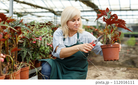 Mature woman with scissors cut plants of begonia while gardening Mature woman with scissors cut plants of begonia while gardening 112016111
