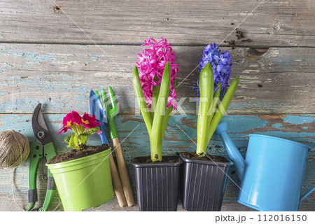 Spring gardening concept; Spring flowers (primula, hyacinth), gardening tools on a old blue paint wooden background Spring gardening concept; Spring flowers (primula, hyacinth), gardening tools on a old blue paint wooden background 112016150