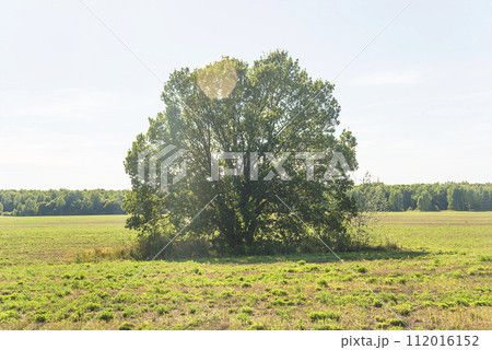 Beautiful green tree in the green field on sunny day 112016152