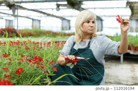 Mature woman florist with scissors taking care vervena plants in greenhouse 112016194