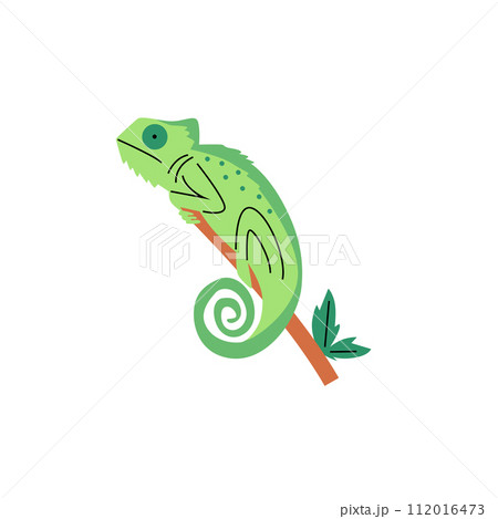 Green chameleon branch vector illustration 112016473