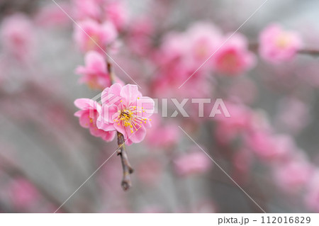 うめ 春告草 ソシンロウバイ 112016829