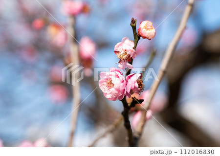 うめ 春告草 ソシンロウバイ 112016830