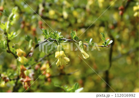 Chinese Pea Shrub Chinese Pea Shrub 112016992