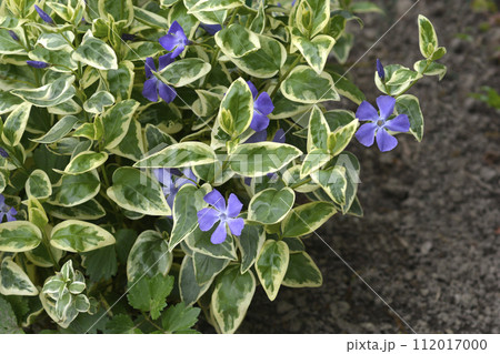 Variegated Greater periwinkle 112017000