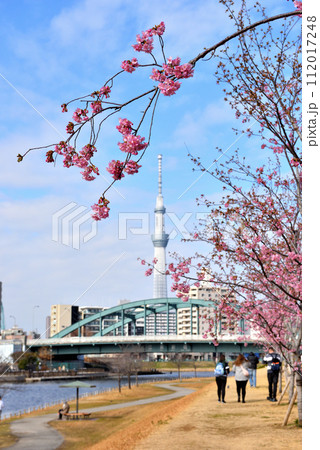 桜咲くの旧中川遊歩道から見えるスカイツリー 桜咲くの旧中川遊歩道から見えるスカイツリー 112017248