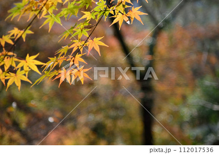 南蔵院の紅葉 南蔵院の紅葉 112017536