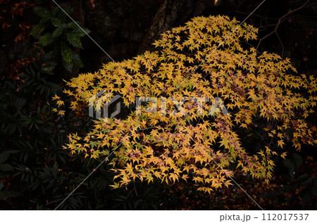 南蔵院の紅葉 南蔵院の紅葉 112017537