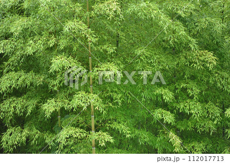緑の葉が生い茂る竹林 緑の葉が生い茂る竹林 112017713