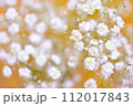 かすみ草　夏の花 112017843