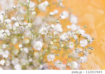 かすみ草 夏の花 かすみ草 夏の花 112017845